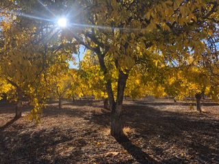Dry farmed walnut groves with the sun shining through the trees.