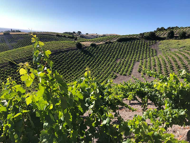 Dry Farmed Walnuts hOMe Grown Living Foods