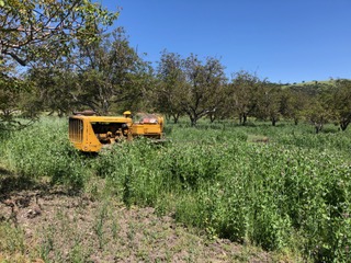 Dry farmed walnut groves being harvested. Long lush green grass surrounds harvesting equipment.